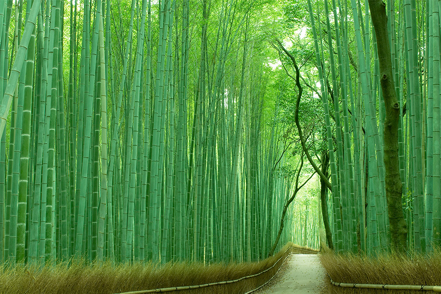 Arashiyama Image