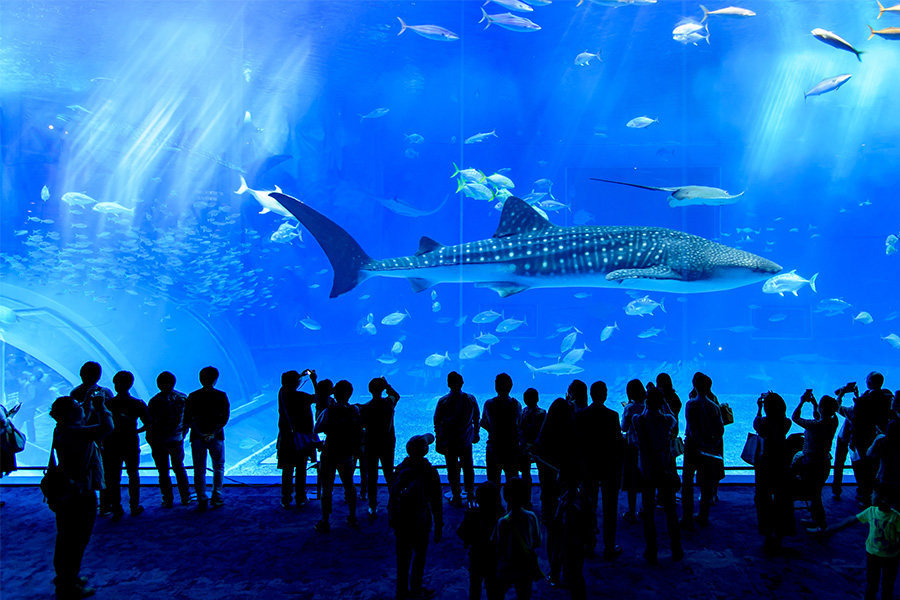 Churaumi Aquarium Image