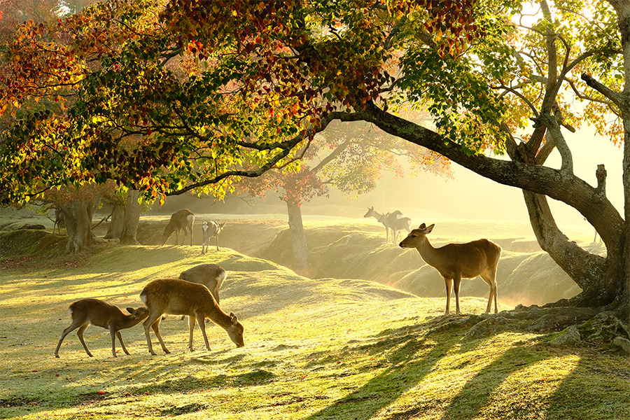 Nara park Image